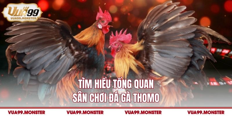 Tìm hiểu tổng quan sân chơi đá gà Thomo